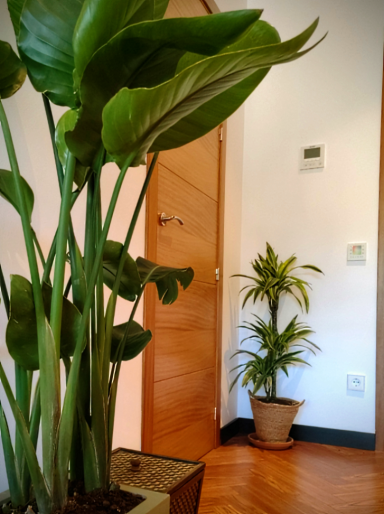 Esencia de nuestro centro - Massage Ibiza